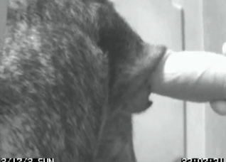 Sweet doggy is blowing a nice dick