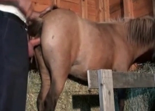 Hardcore stallion fucks in the barn