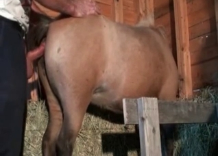 Hardcore stallion fucks in the barn