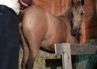 Hardcore stallion fucks in the barn