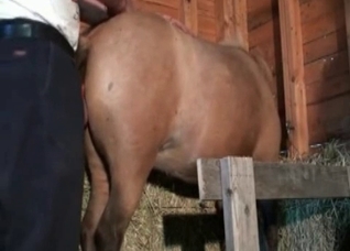 Hardcore stallion fucks in the barn