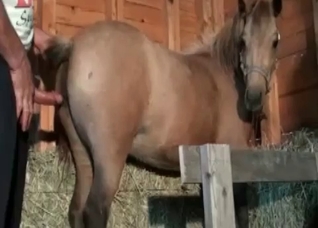 Hardcore stallion fucks in the barn