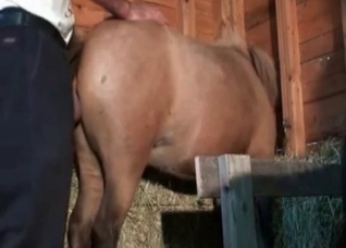 Hardcore stallion fucks in the barn
