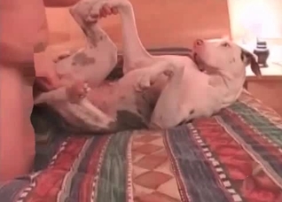 Awesome sex with a cute doggy