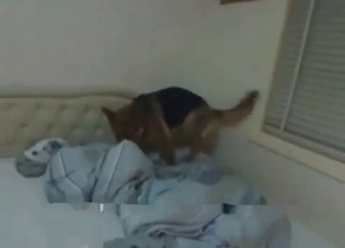 Small hound is being anally fucked