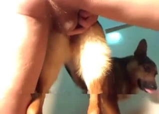 Small hound is being anally fucked