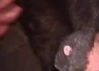 Giant black cock of a stallion
