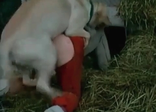 Sweet action with a nice doggy