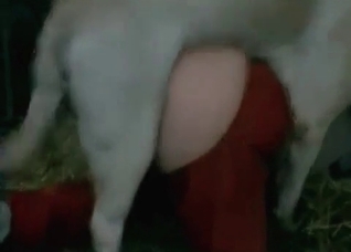 Sweet action with a nice doggy