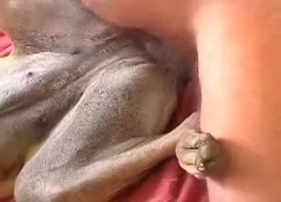 Dog is being filled with his cock