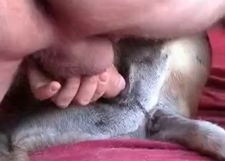 Dog is being filled with his cock