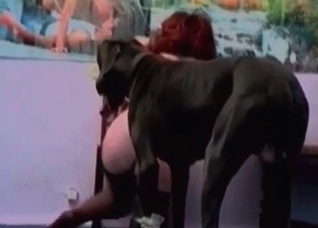 Doberman is licking her nasty vagina