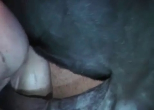 Filthy horse fucks a slutty brunette