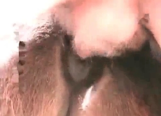 Horse is being pounded in the asshole