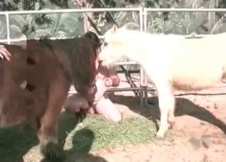 Horse is being pounded in the asshole