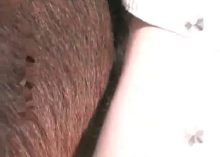 Horse is being pounded in the asshole