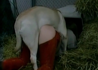 Dirty farm sex with a nice trained pet