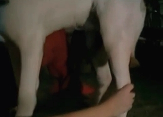 Playful retriever is fucking her snatch