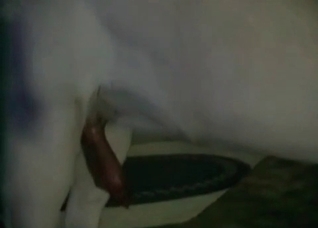 Playful retriever is fucking her snatch