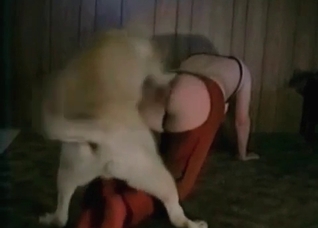 Playful retriever is fucking her snatch