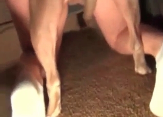 Trained hound fucks her small snatch