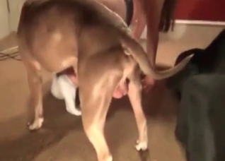 Trained hound fucks her small snatch
