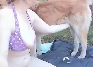 Playful doggy is enjoying animal sex