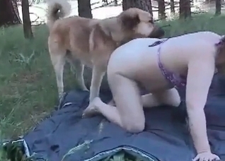 Playful doggy is enjoying animal sex