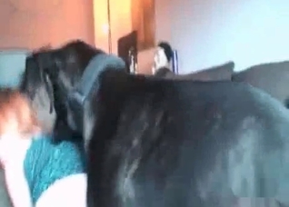 Black dog fucks with a young babe