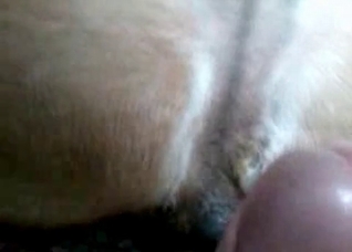 Dog is being fucked hard by a zoophile