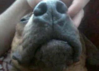 Dog is being fucked hard by a zoophile