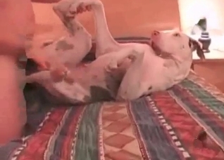 White boxer is enjoying nasty animal sex