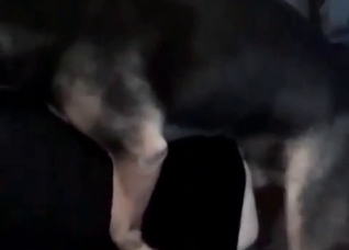 Husky is sucking a juicy vagina