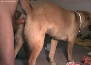 Amateur bestial porn in the bedroom
