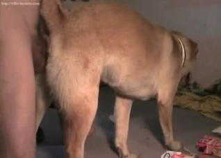 Amateur bestial porn in the bedroom
