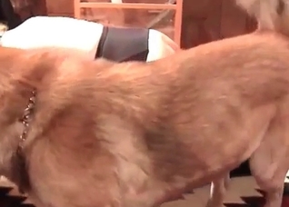 Sex with a horny doggy in the bedroom