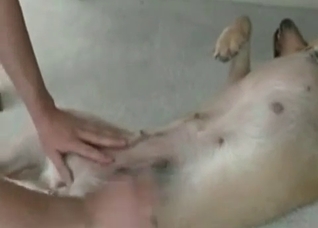 Animal porn with a trained retriever