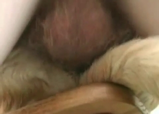 Animal porn with a trained retriever