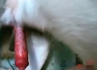 Sweet dick of a juicy young puppy