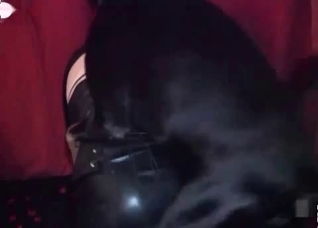 Her puss loves brutal dog dick