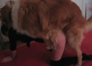 Nasty girls are enjoying zoophile sex