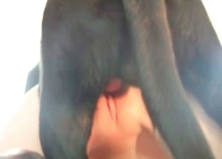 Doggy is drilling her little vagina