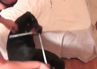 Nasty bestial action with a black dog