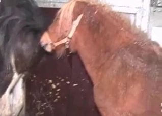 Awesome stallion fucks like a pro