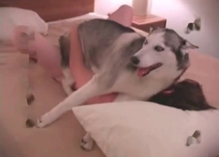 Small doggy is being fucked in the ass