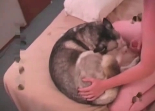 Small doggy is being fucked in the ass