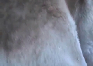 Filthy porn action with a doggy