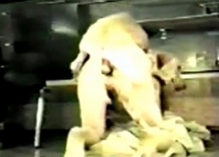 Dog fucker in the bestial porn vid