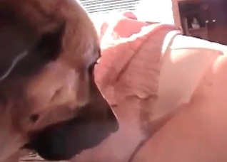 Stunning Retriever enjoys animality