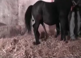 Small dark horse in the old barn